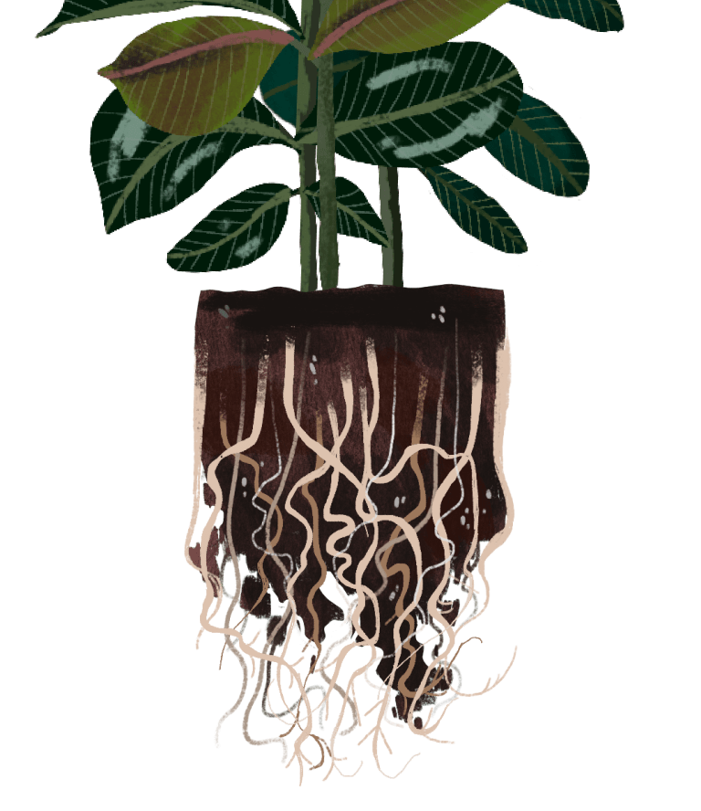 Rubber Tree Plant Care Guide